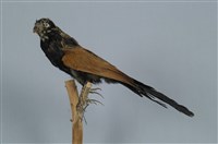 藏品(番鵑)的圖片